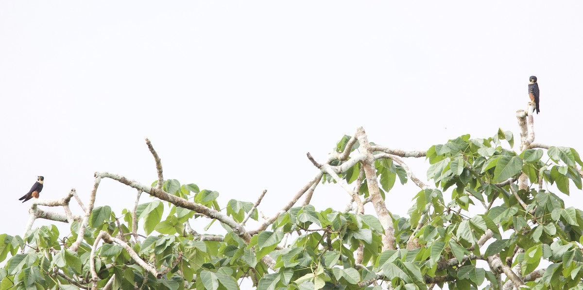 Faucon des chauves-souris - ML646767588