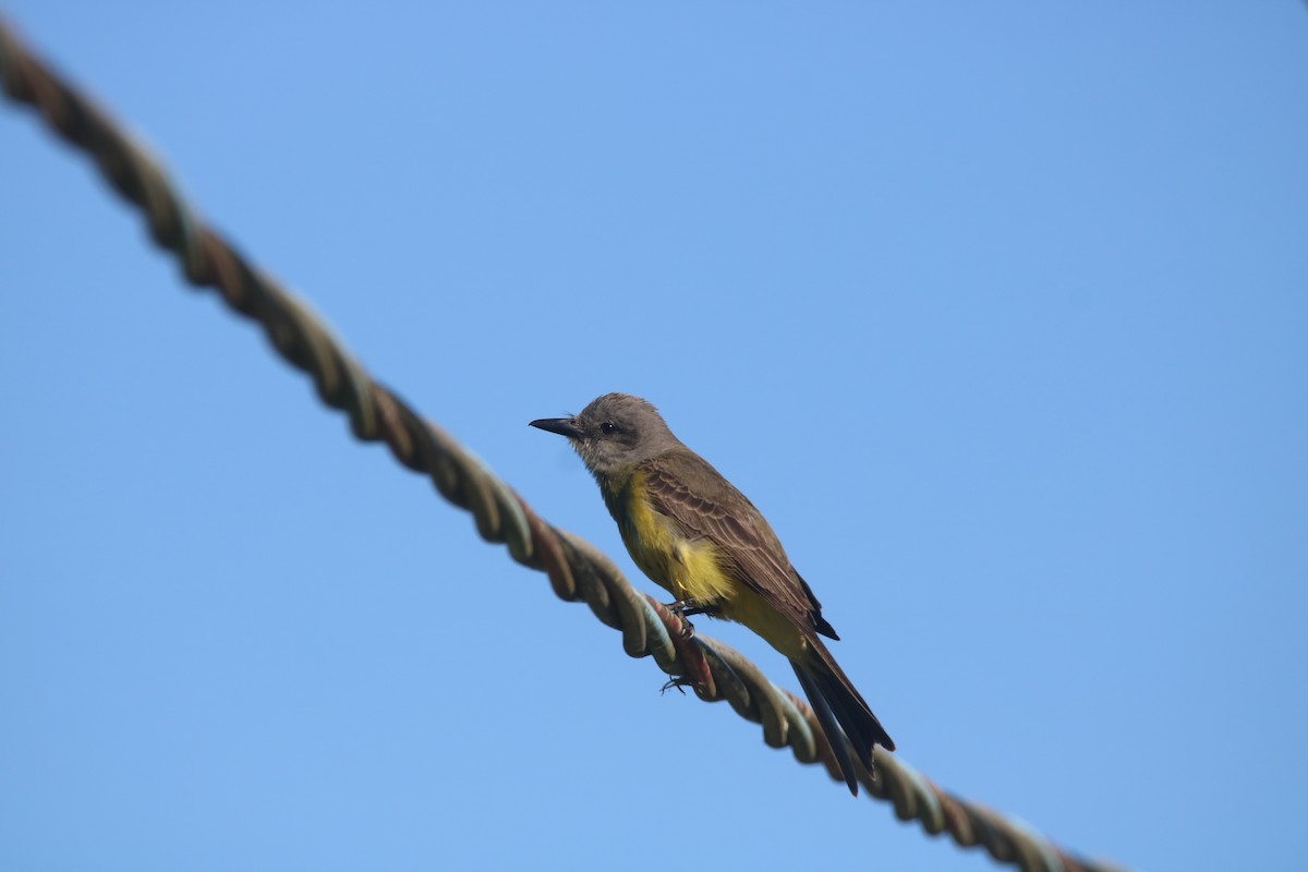 Tropical Kingbird (South American) - ML646767589