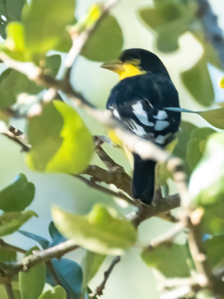 Mexikozeisig - ML646767591