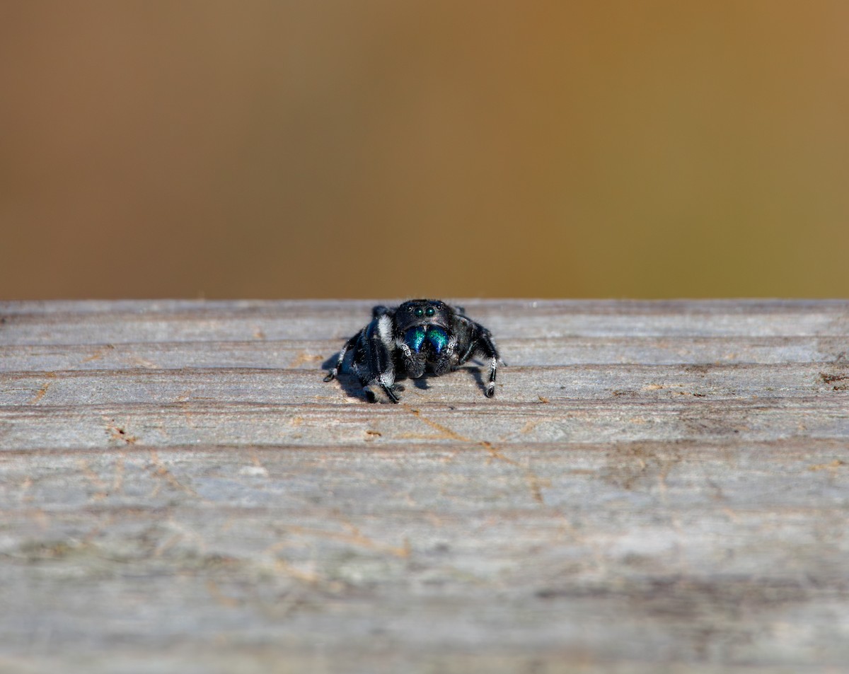 Bold Jumper - ML646767592