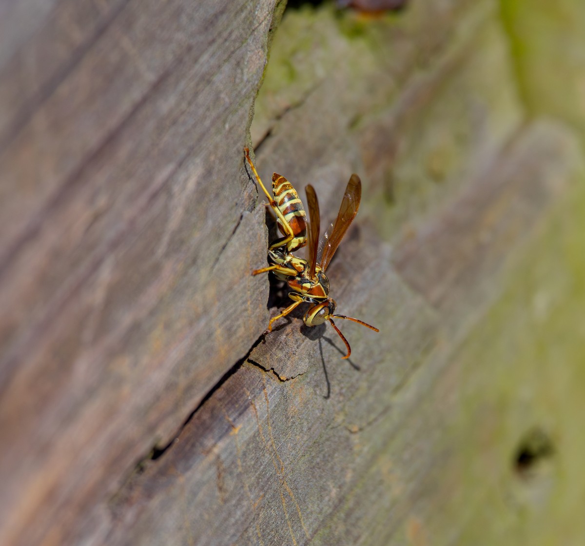 Southern Paper Wasp - ML646767593