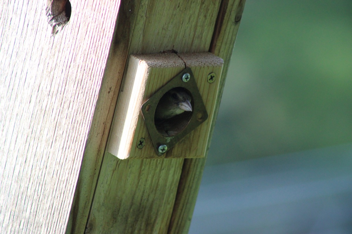דרור הבית - ML646767595