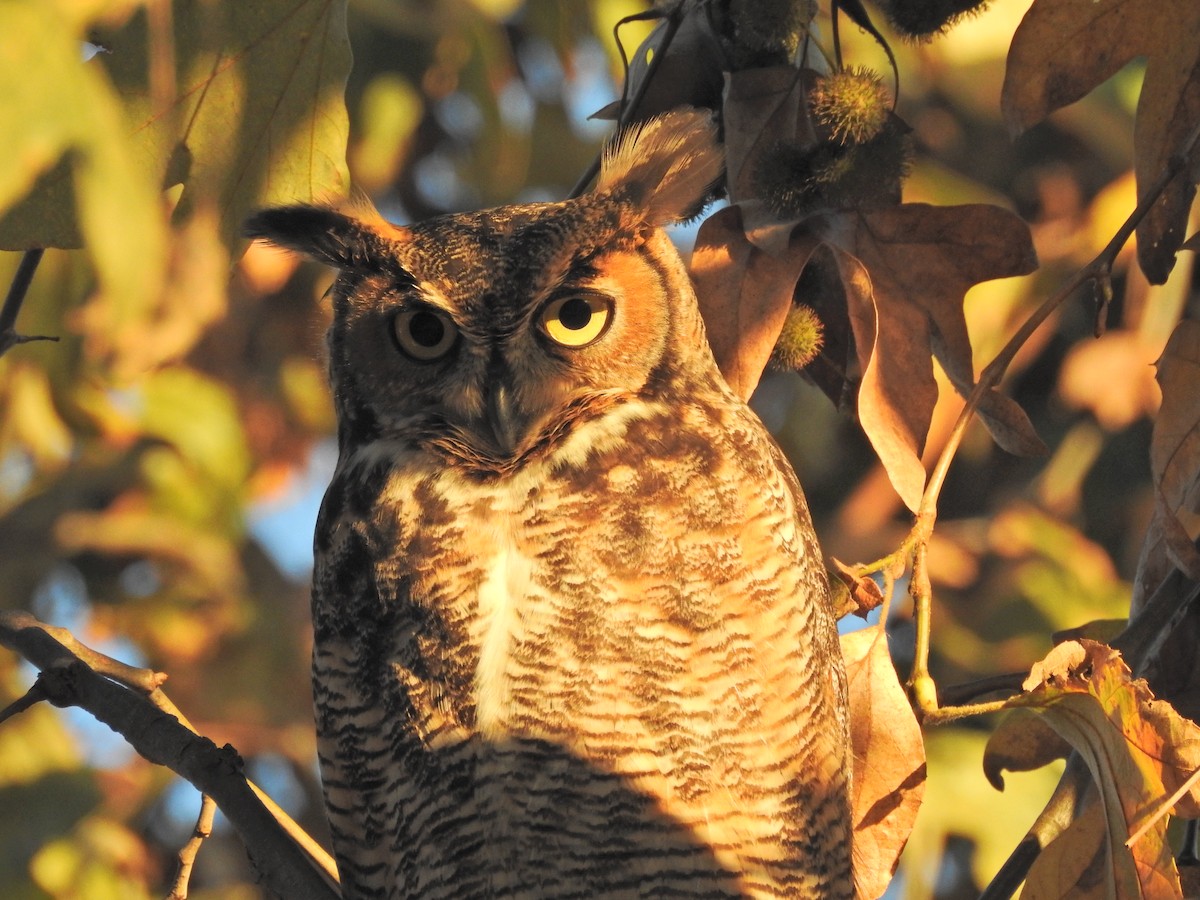 Great Horned Owl - ML646767597