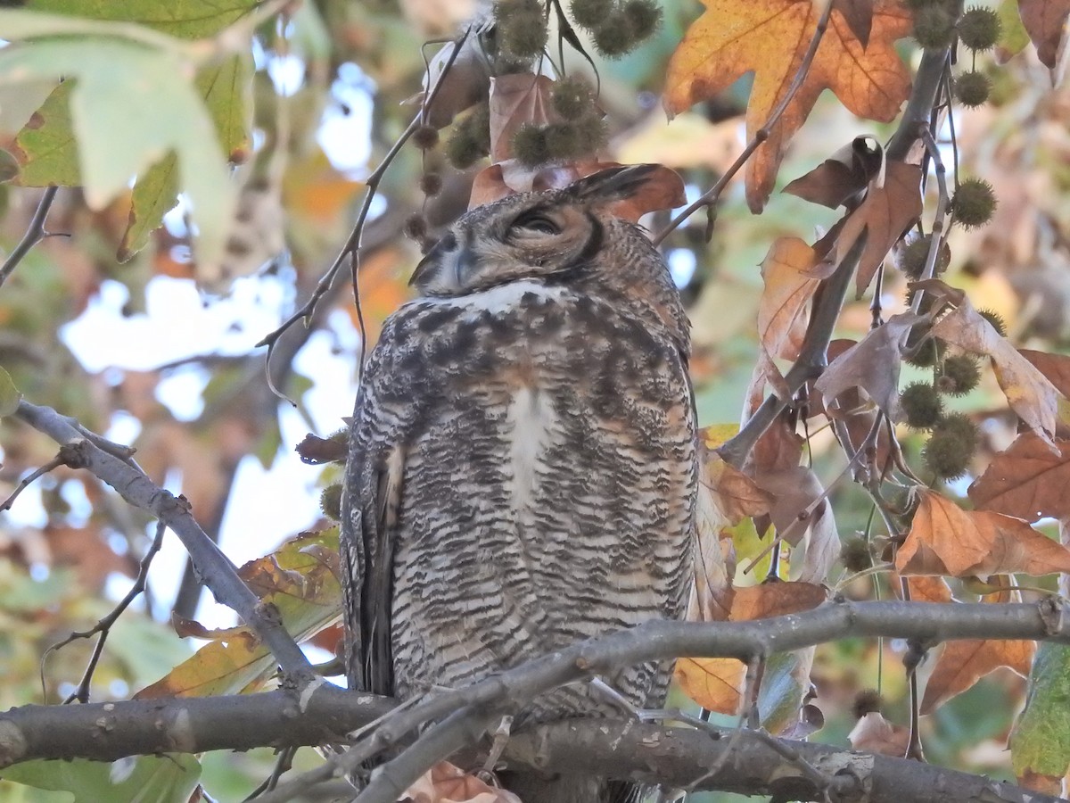 Great Horned Owl - ML646767598