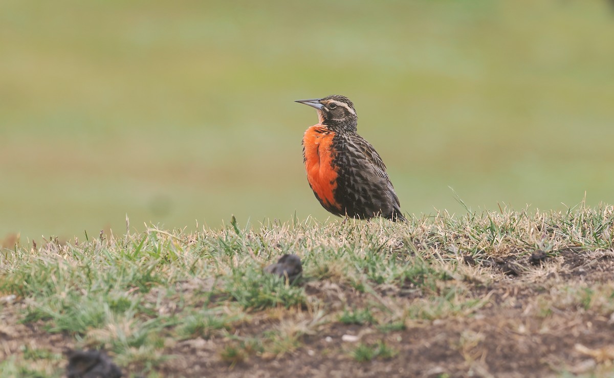 Sturnelle australe - ML646767599