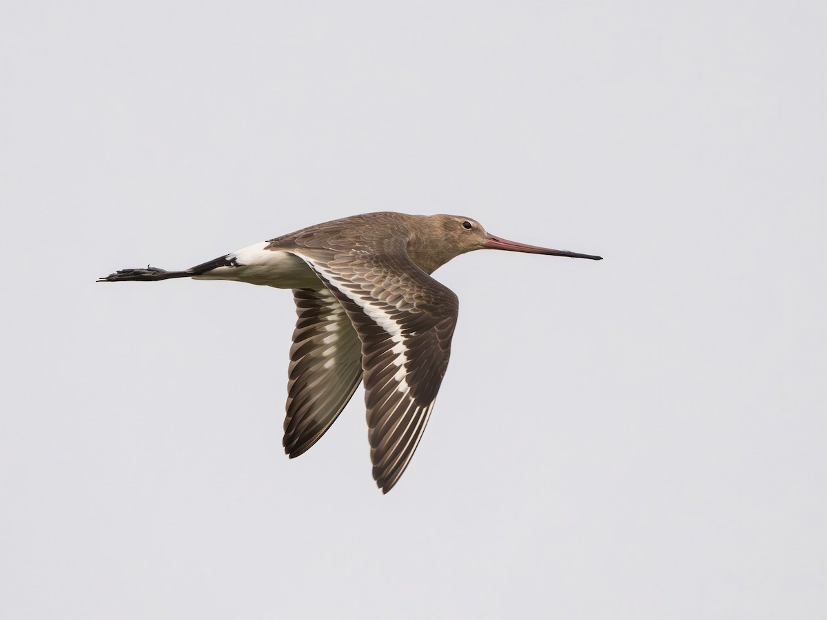 Большой веретенник - ML646767600