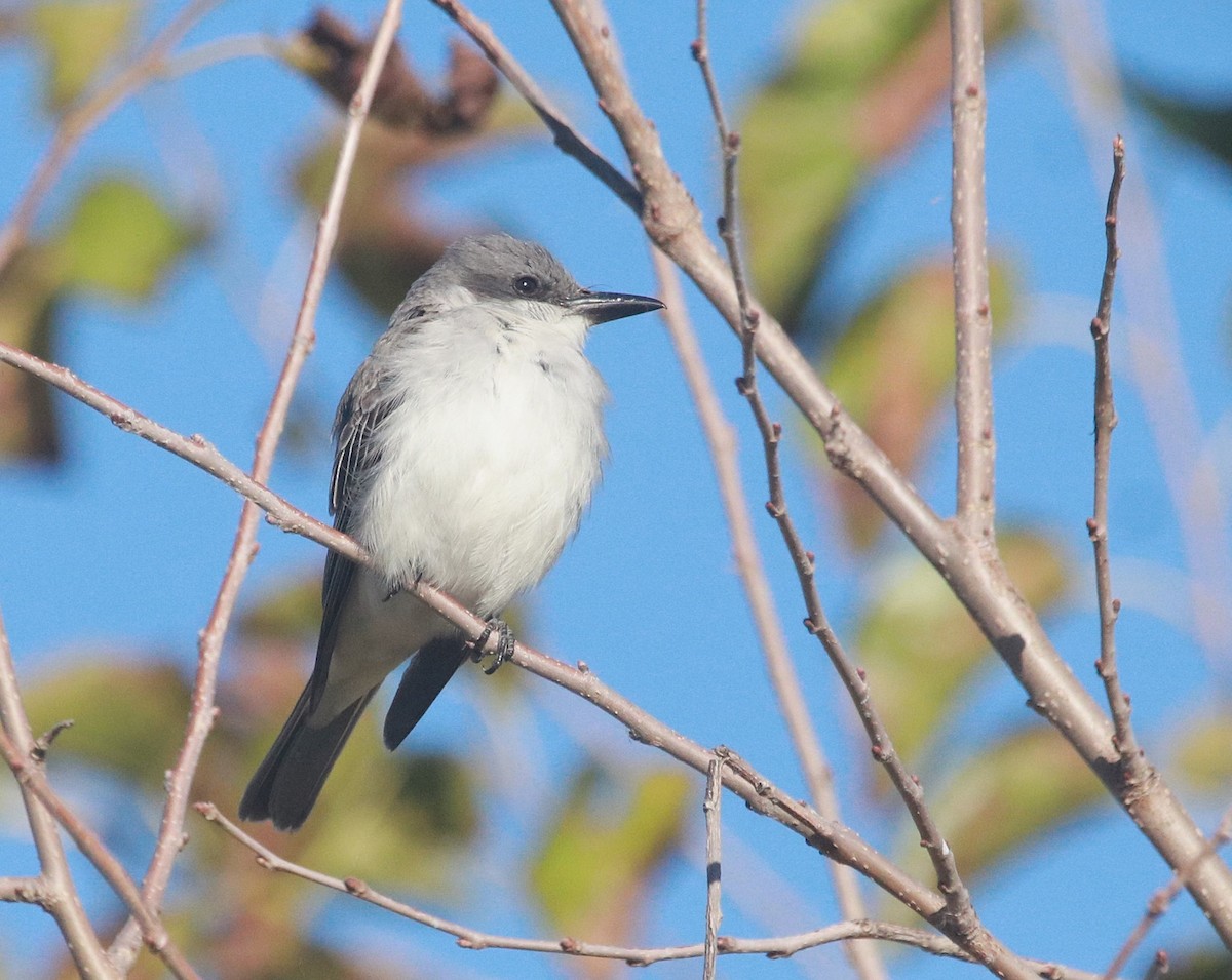 Tyran gris - ML646767602