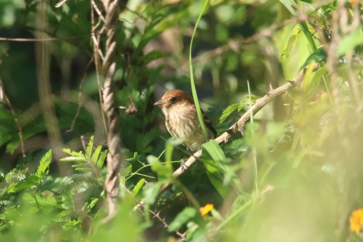 Bran-colored Flycatcher - ML646767603