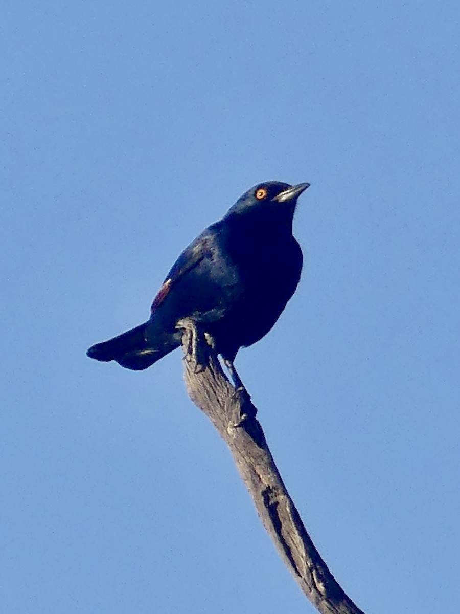 ハジロテリムク - ML646767604