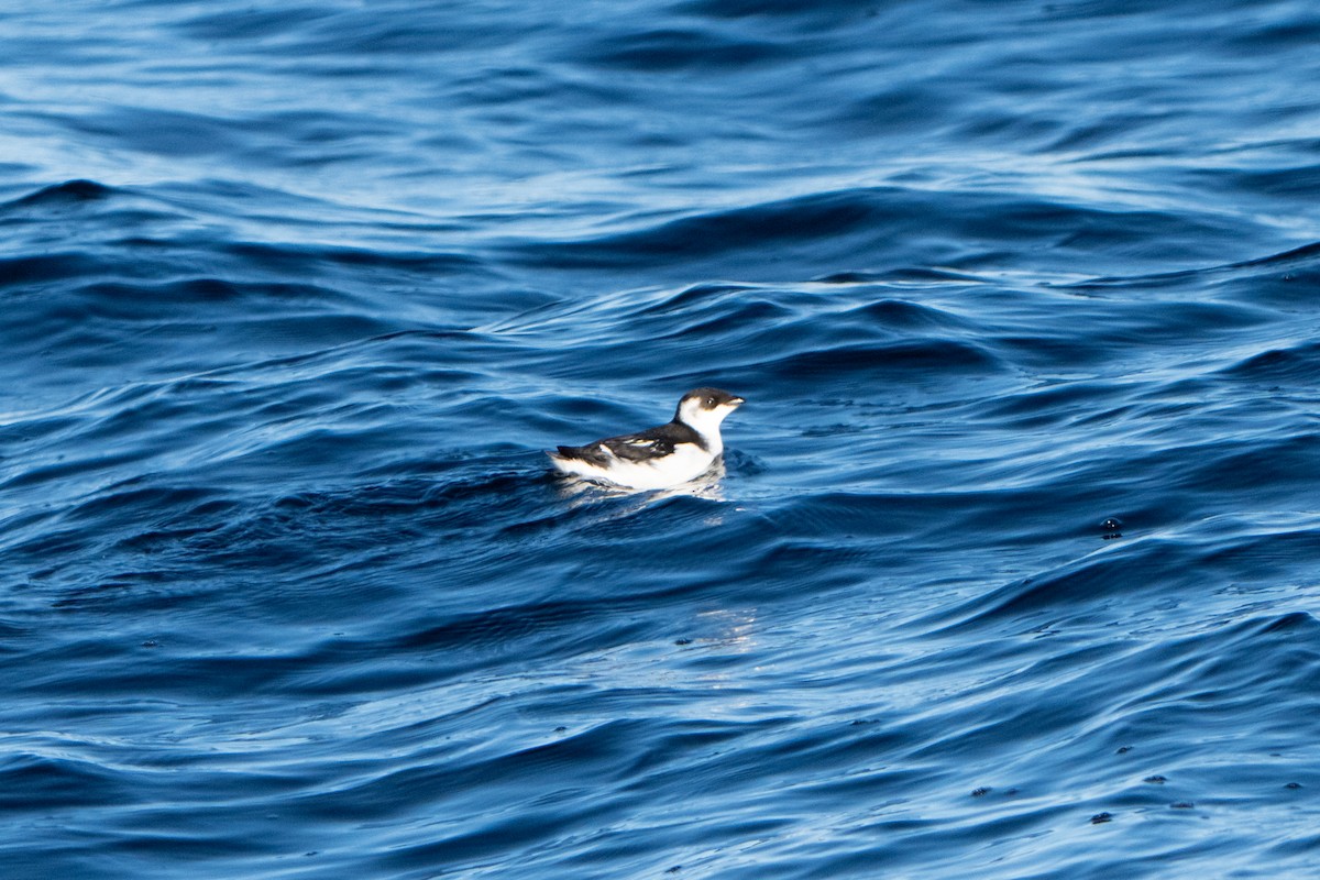 Küçük Alk - ML646767605