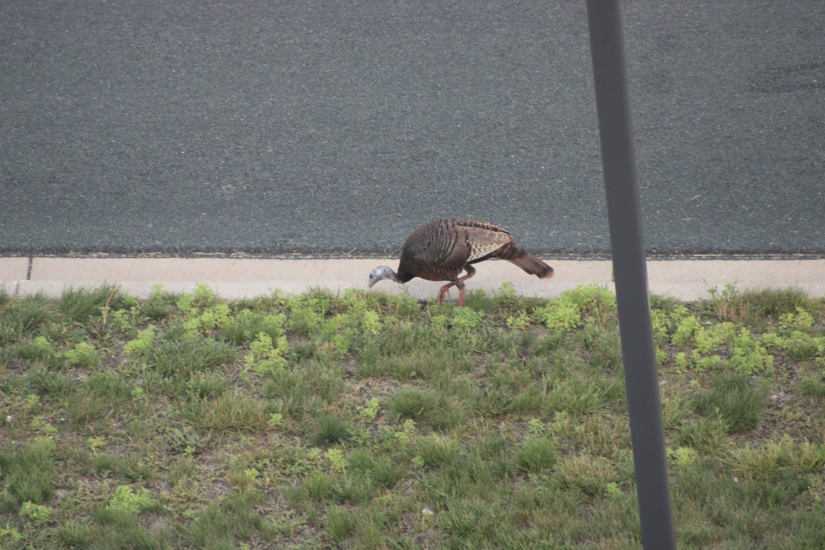 Wild Turkey - ML646767606