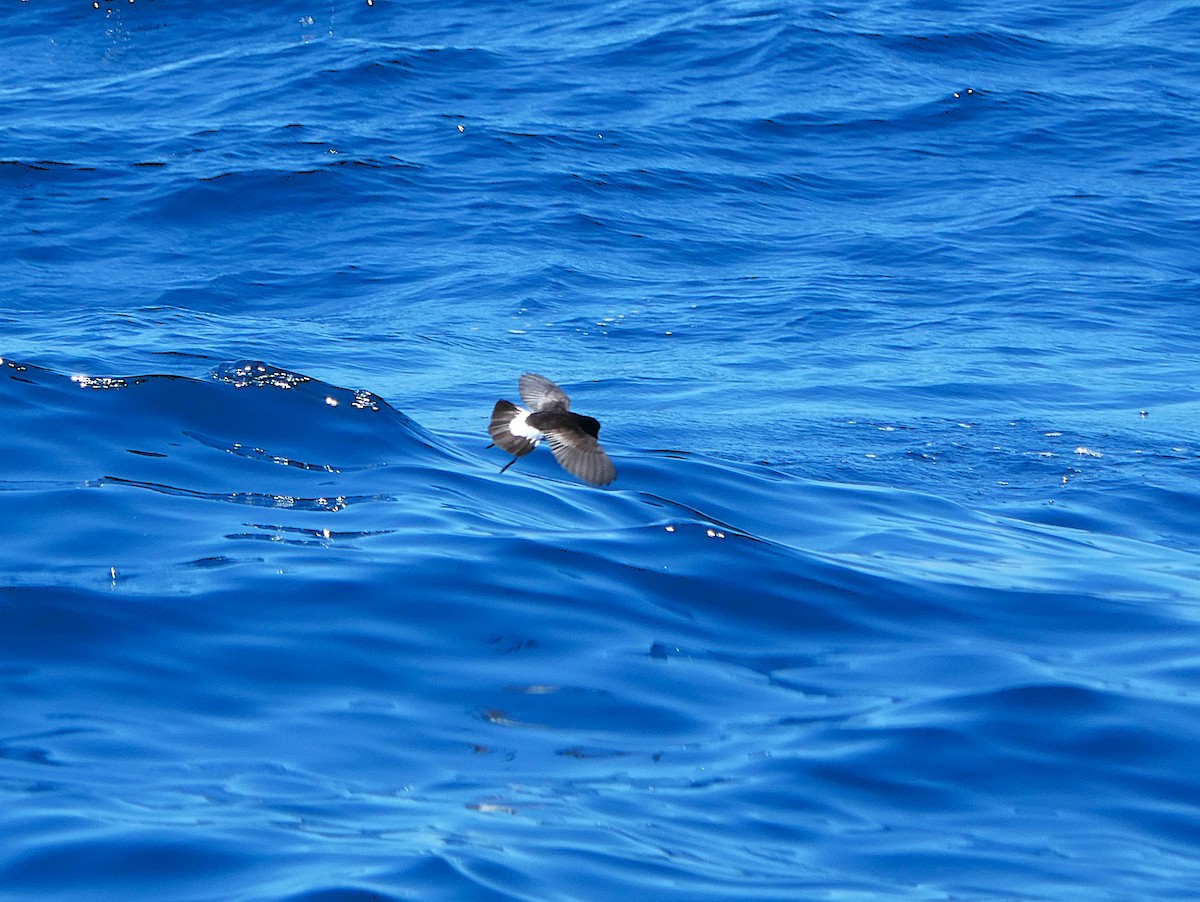 Новозеландская океанида - ML646767607