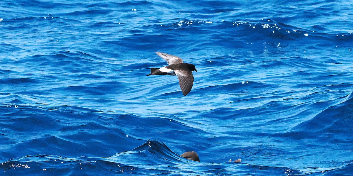 Новозеландская океанида - ML646767608