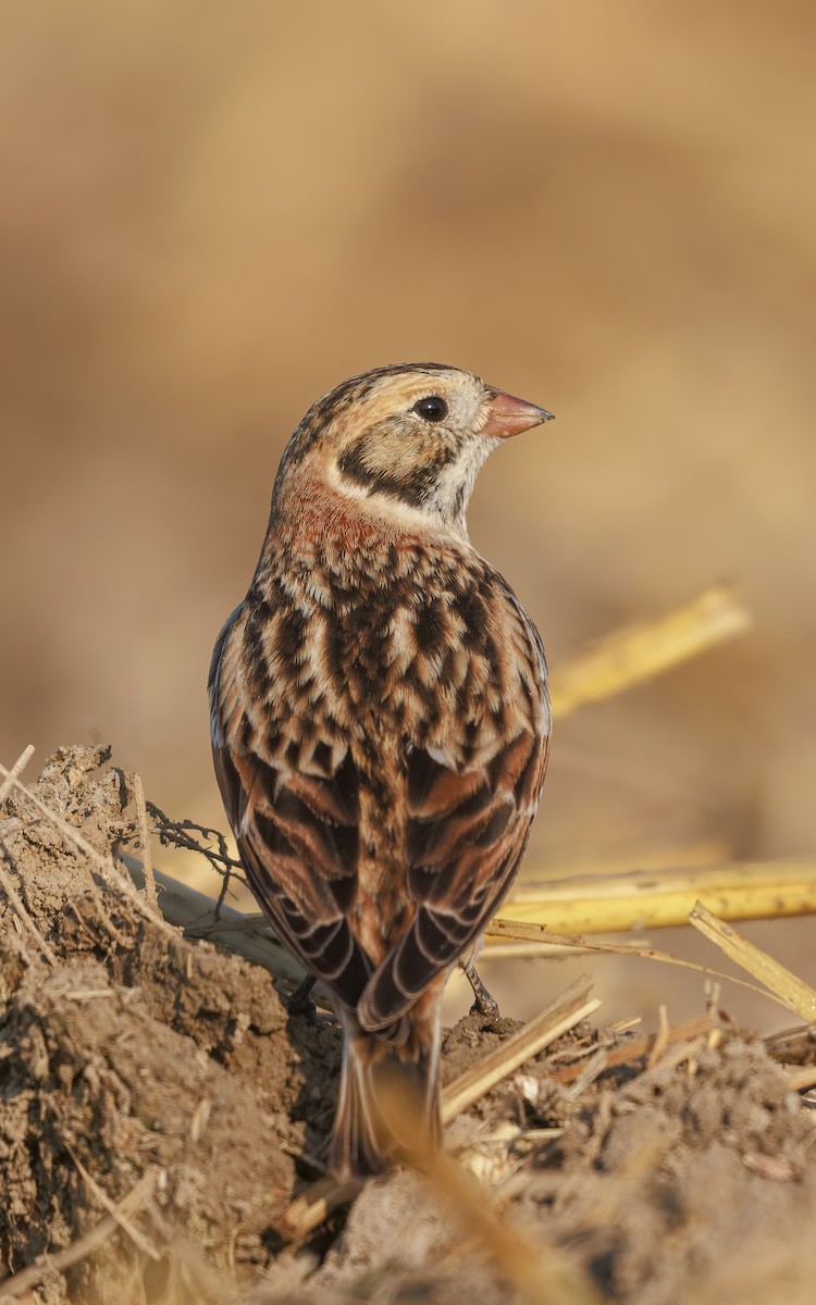 Подорожник лапландський - ML646767611
