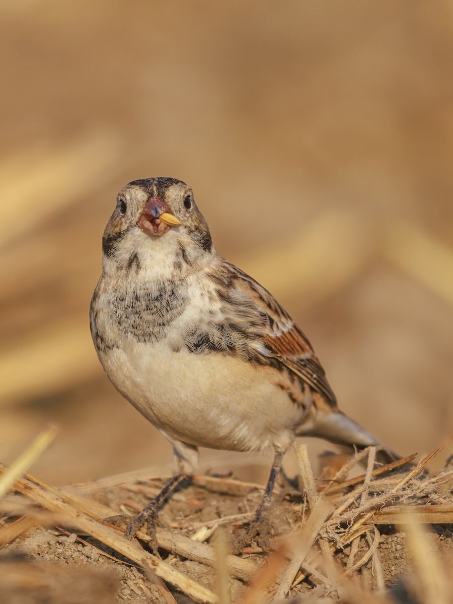 Подорожник лапландський - ML646767612