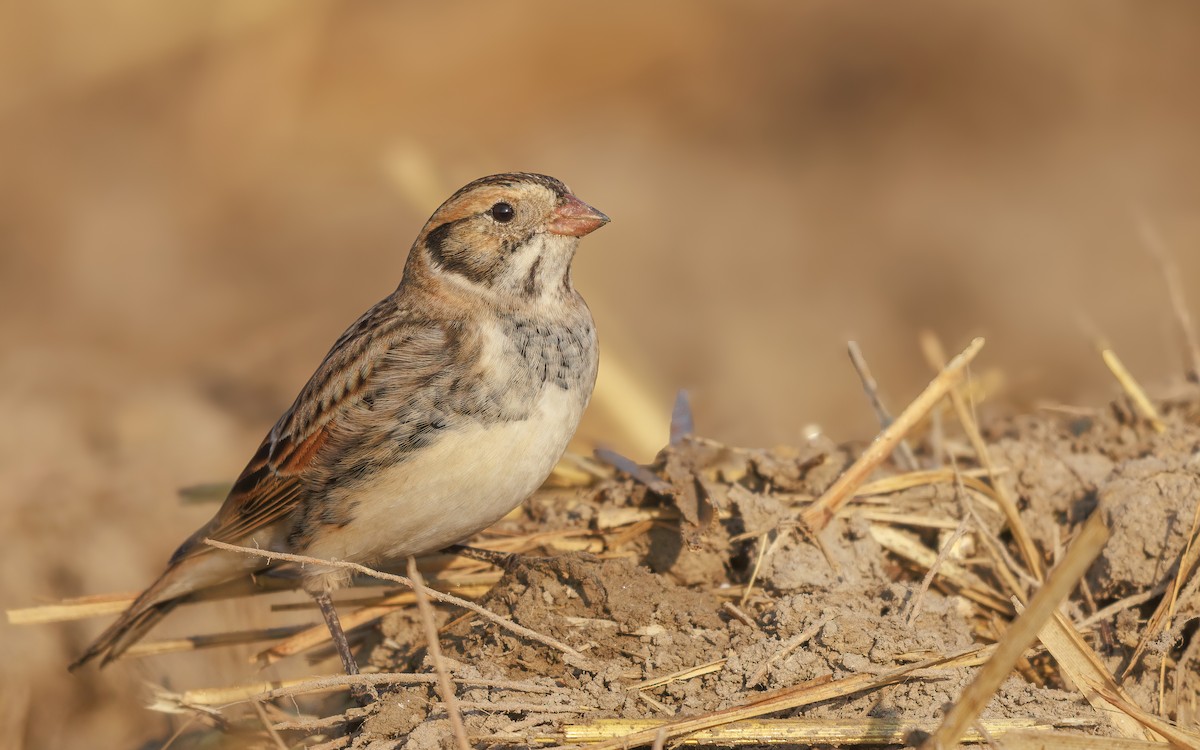 Подорожник лапландський - ML646767613