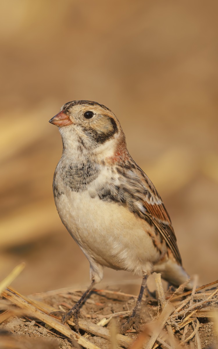 Подорожник лапландський - ML646767614