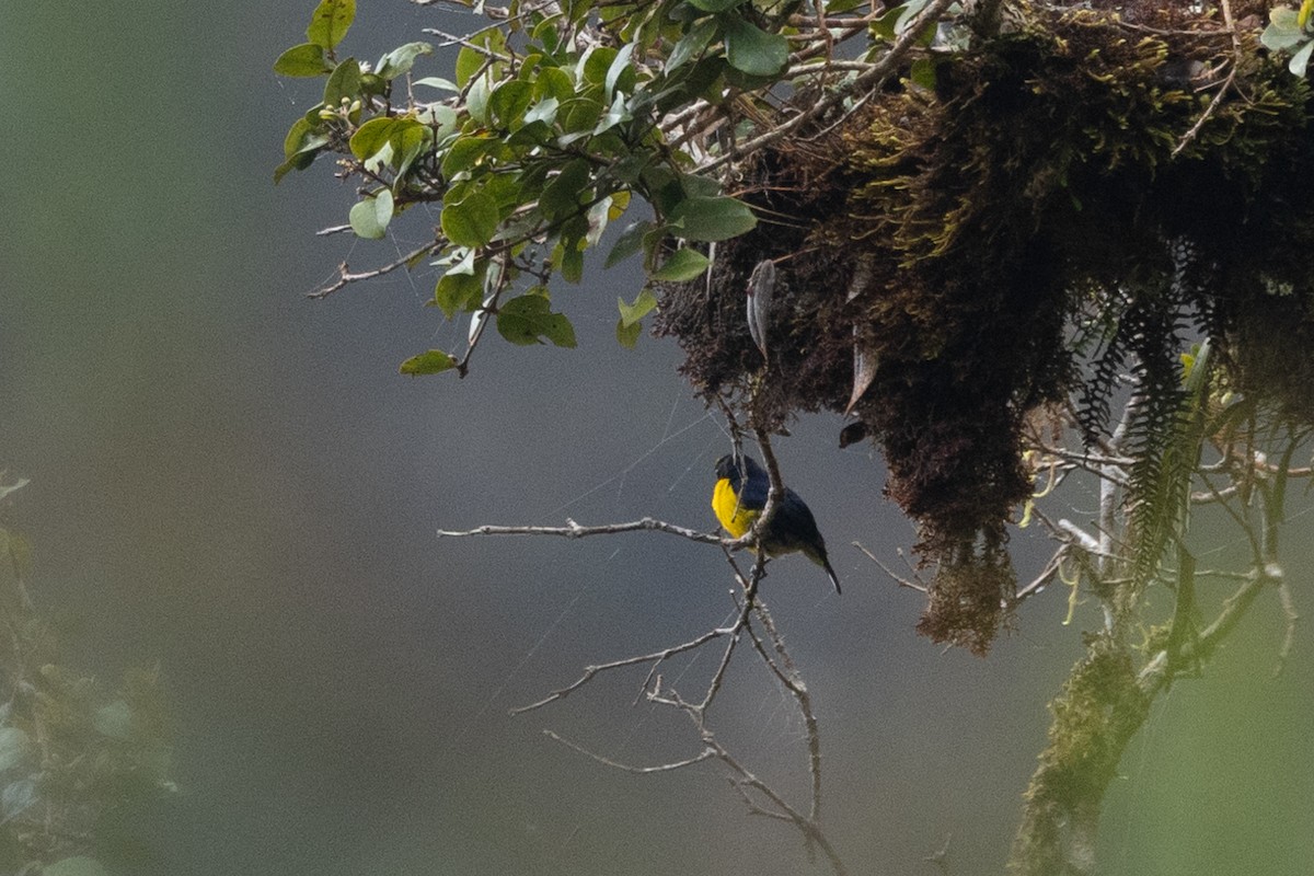 Orange-crowned Euphonia - ML646767615