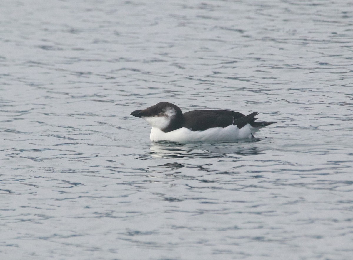 אלקה גדולה - ML646767619