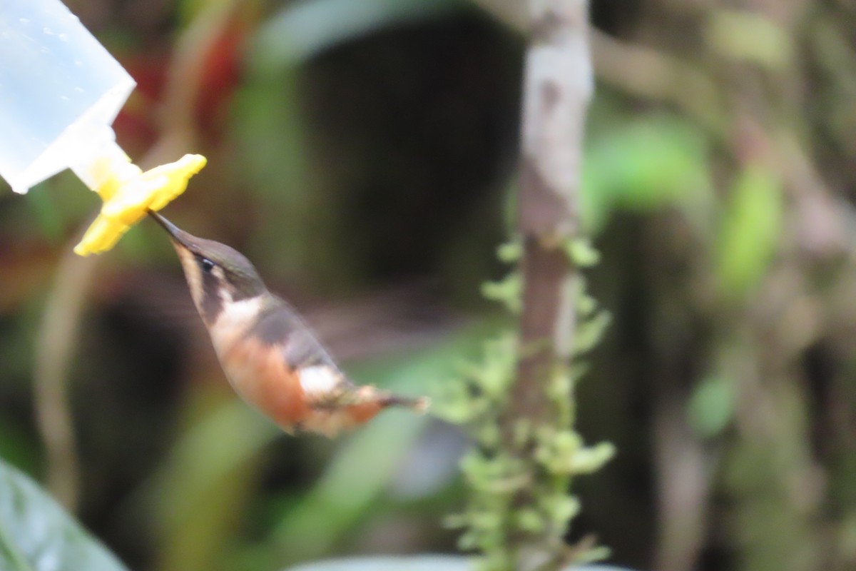 purpurkolibri - ML646767621