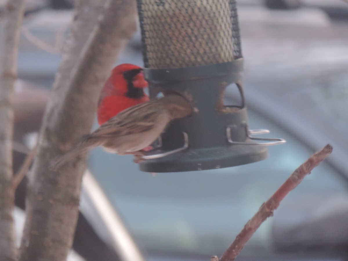 דרור הבית - ML646767623