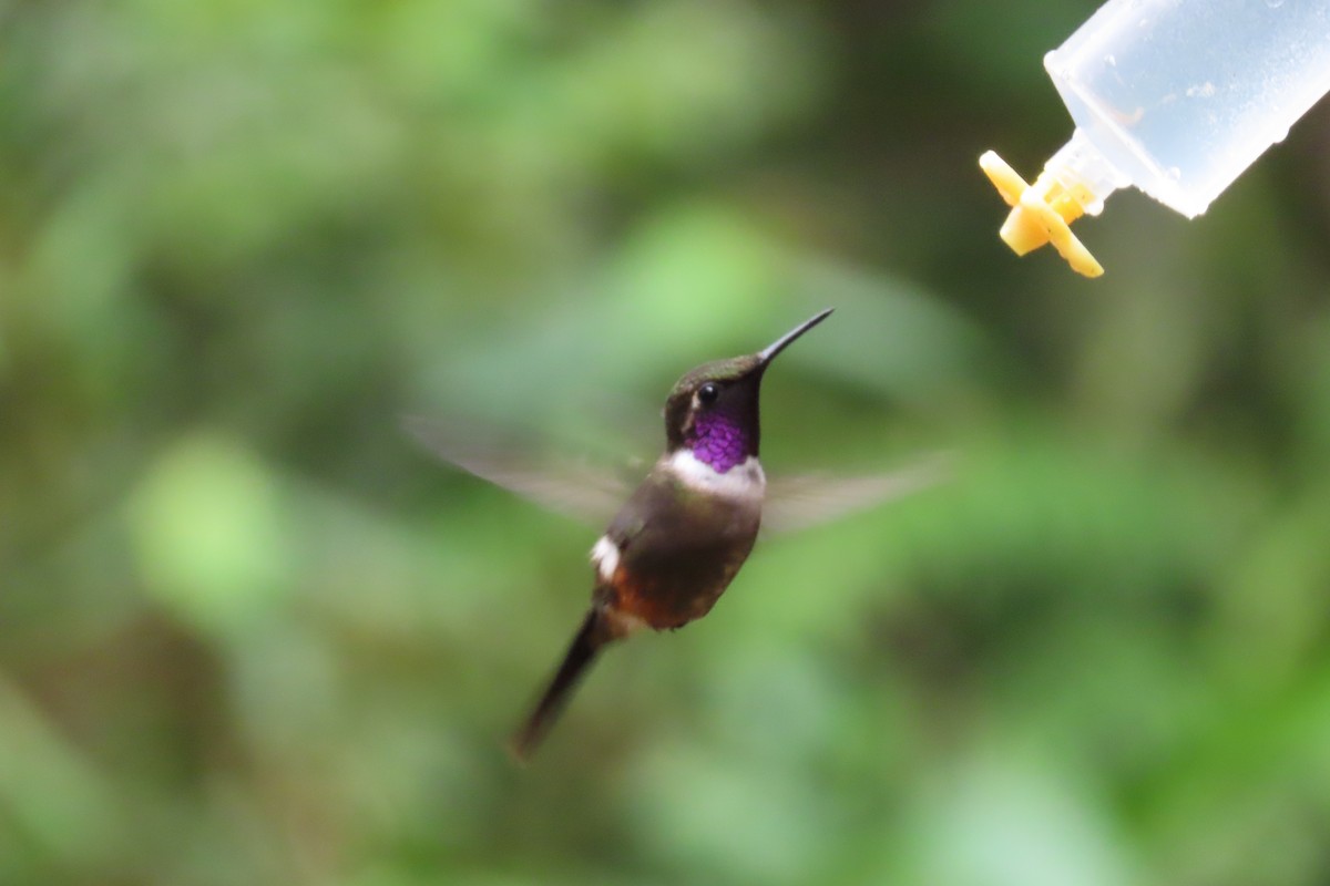 purpurkolibri - ML646767624