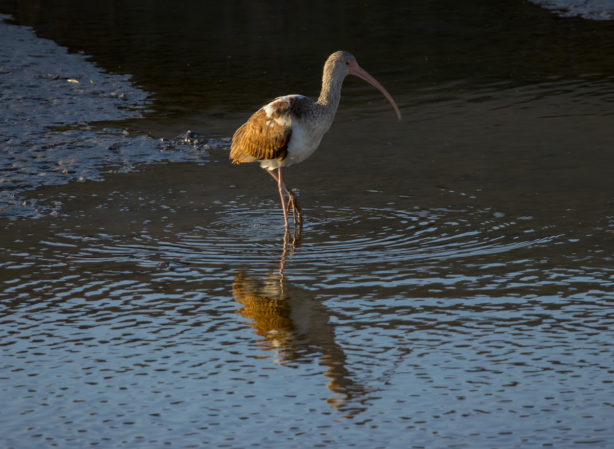 Ібіс білий - ML646767627