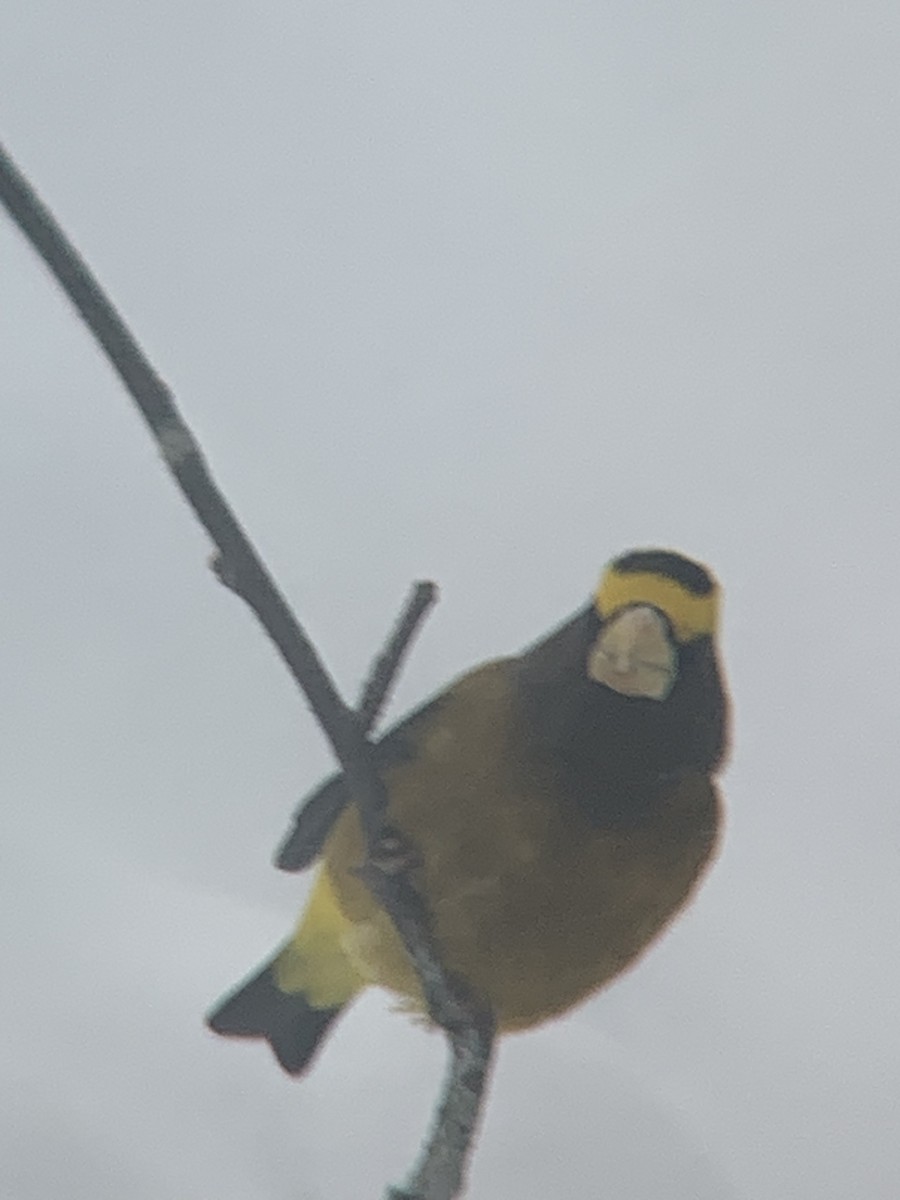 Evening Grosbeak - ML646767633