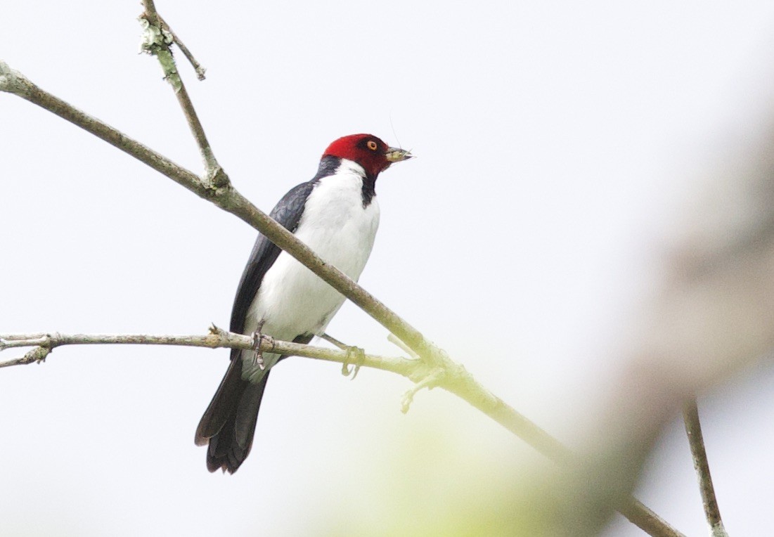 Paroare rougecap - ML646767635