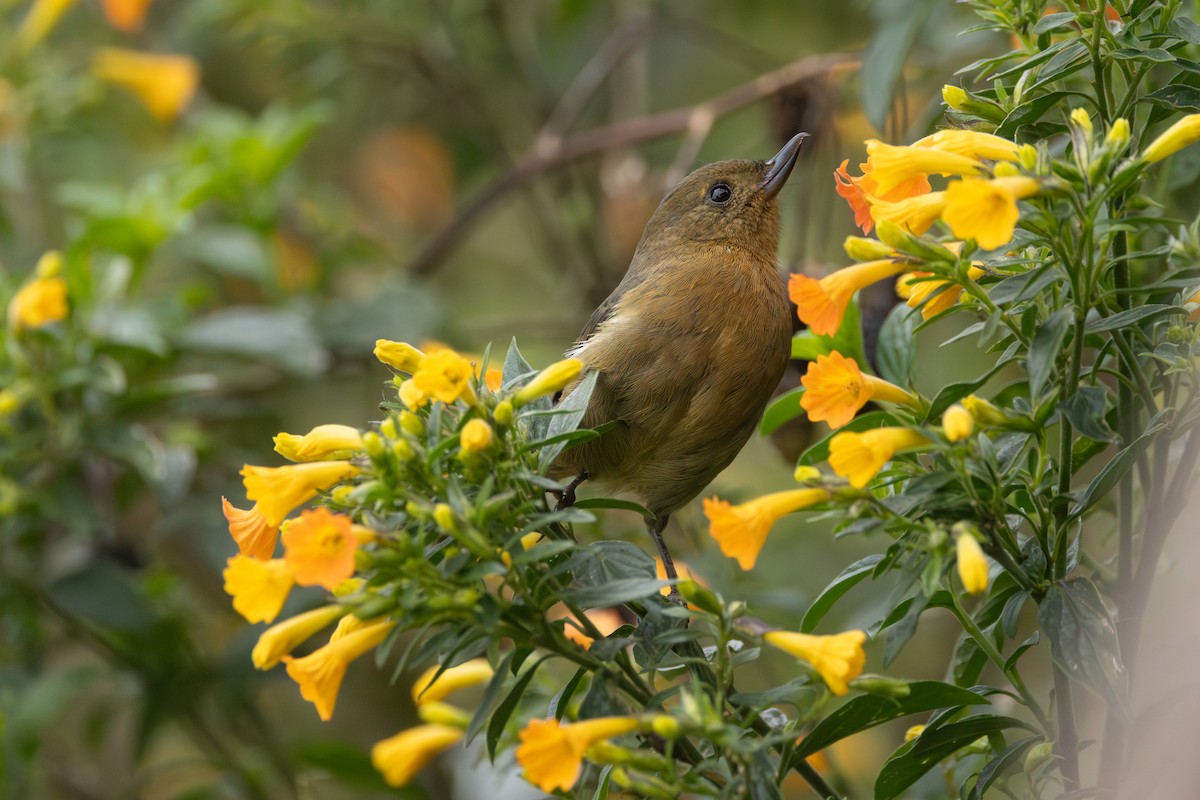 Pinchaflor Flanquiblanco - ML646767638