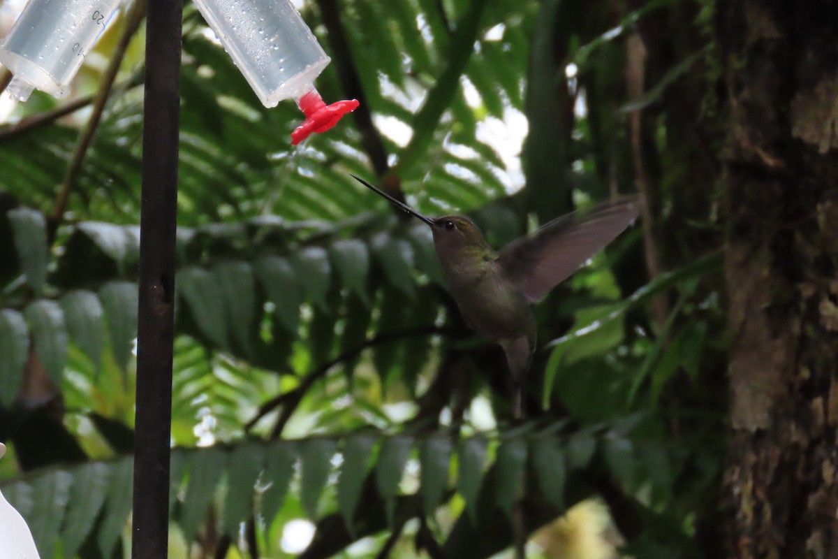 grønnpannelansenebb - ML646767639