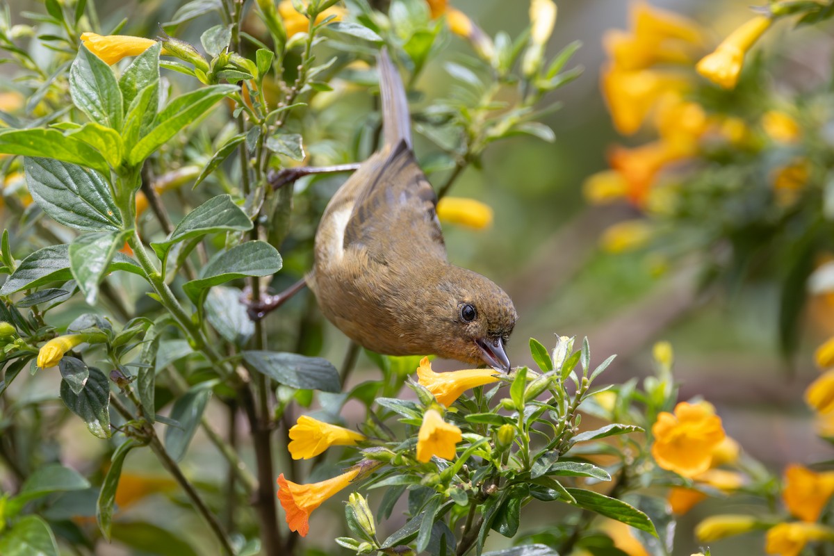Pinchaflor Flanquiblanco - ML646767646