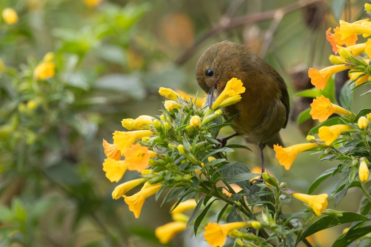 Pinchaflor Flanquiblanco - ML646767647