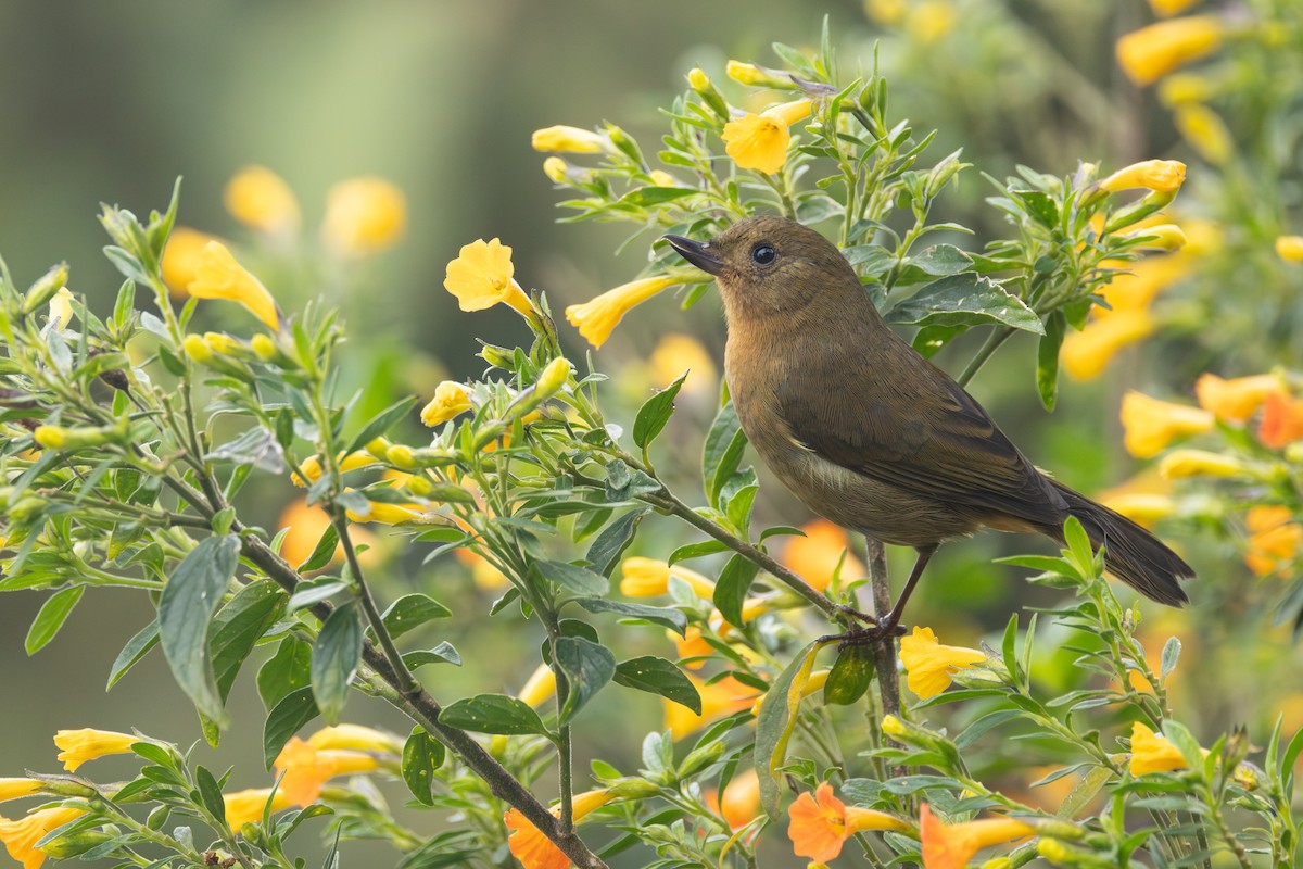Pinchaflor Flanquiblanco - ML646767648
