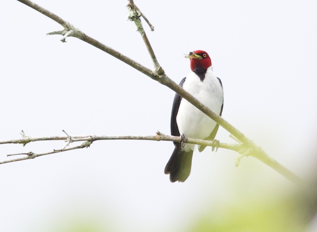 Paroare rougecap - ML646767649