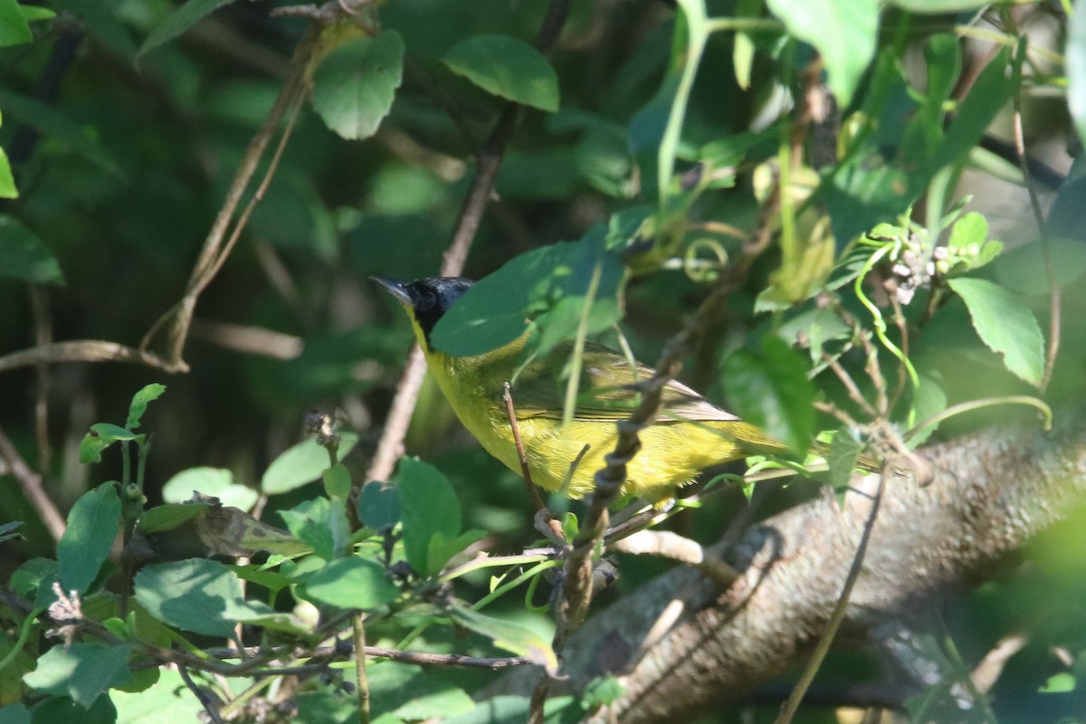 Southern Yellowthroat - ML646767650