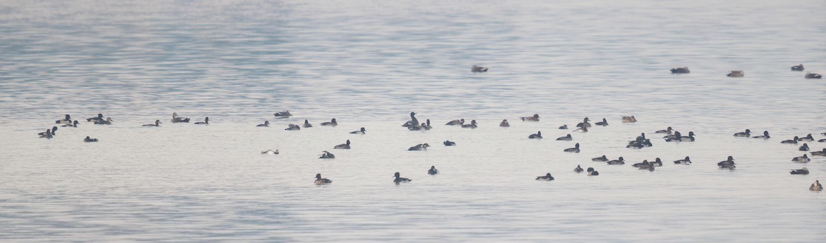 Black Scoter - ML646767654