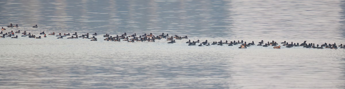 Black Scoter - ML646767655