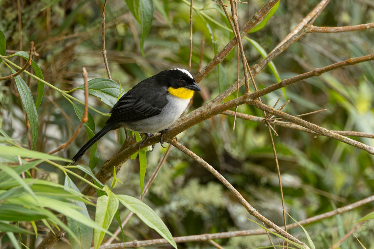 White-naped Brushfinch - ML646767656