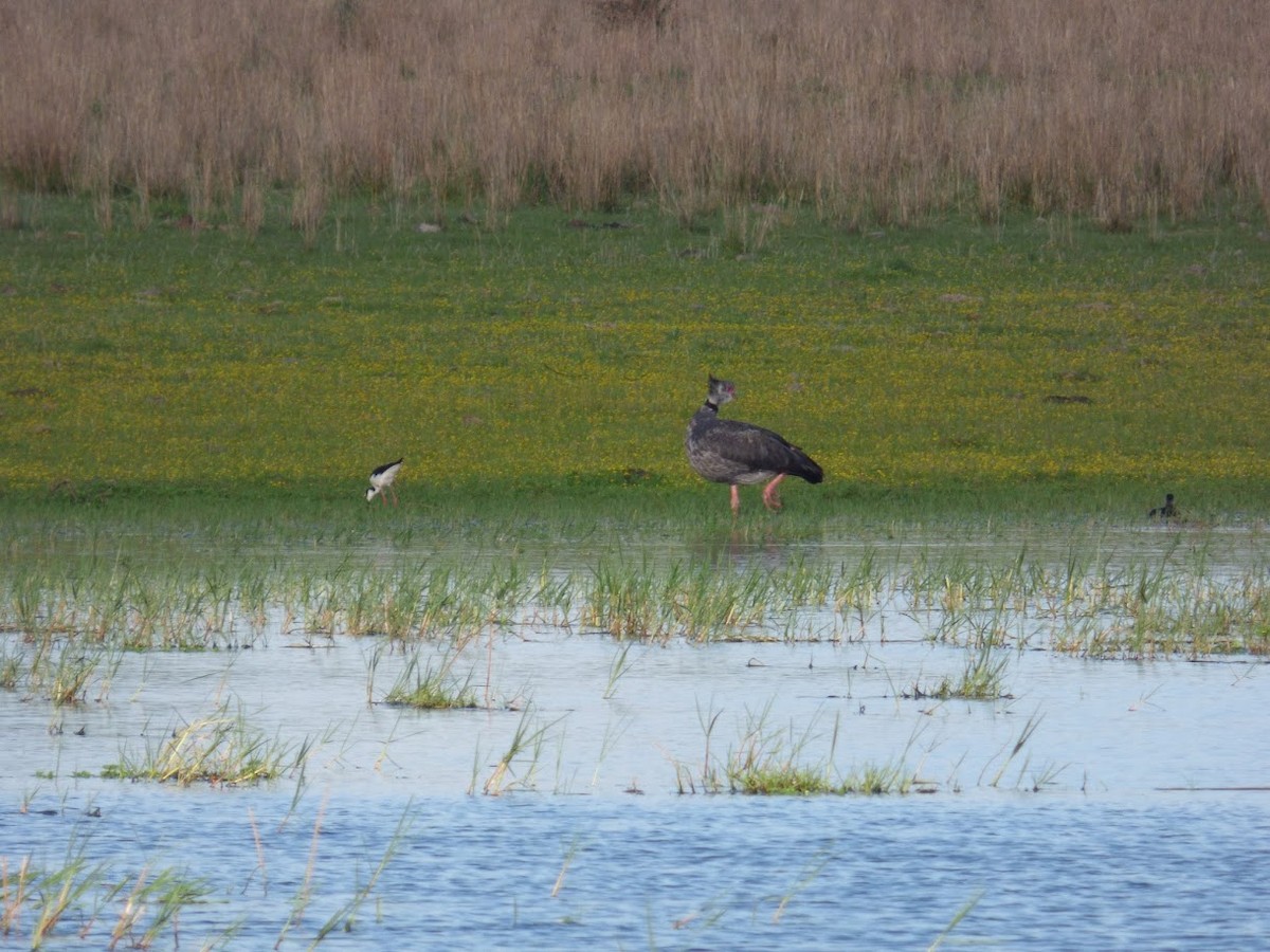 Oihulari lepokoduna - ML646767661