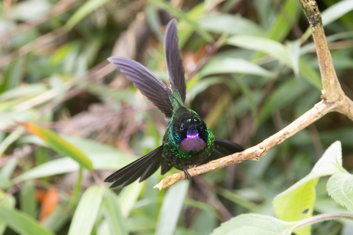 Tourmaline Sunangel - ML646767665