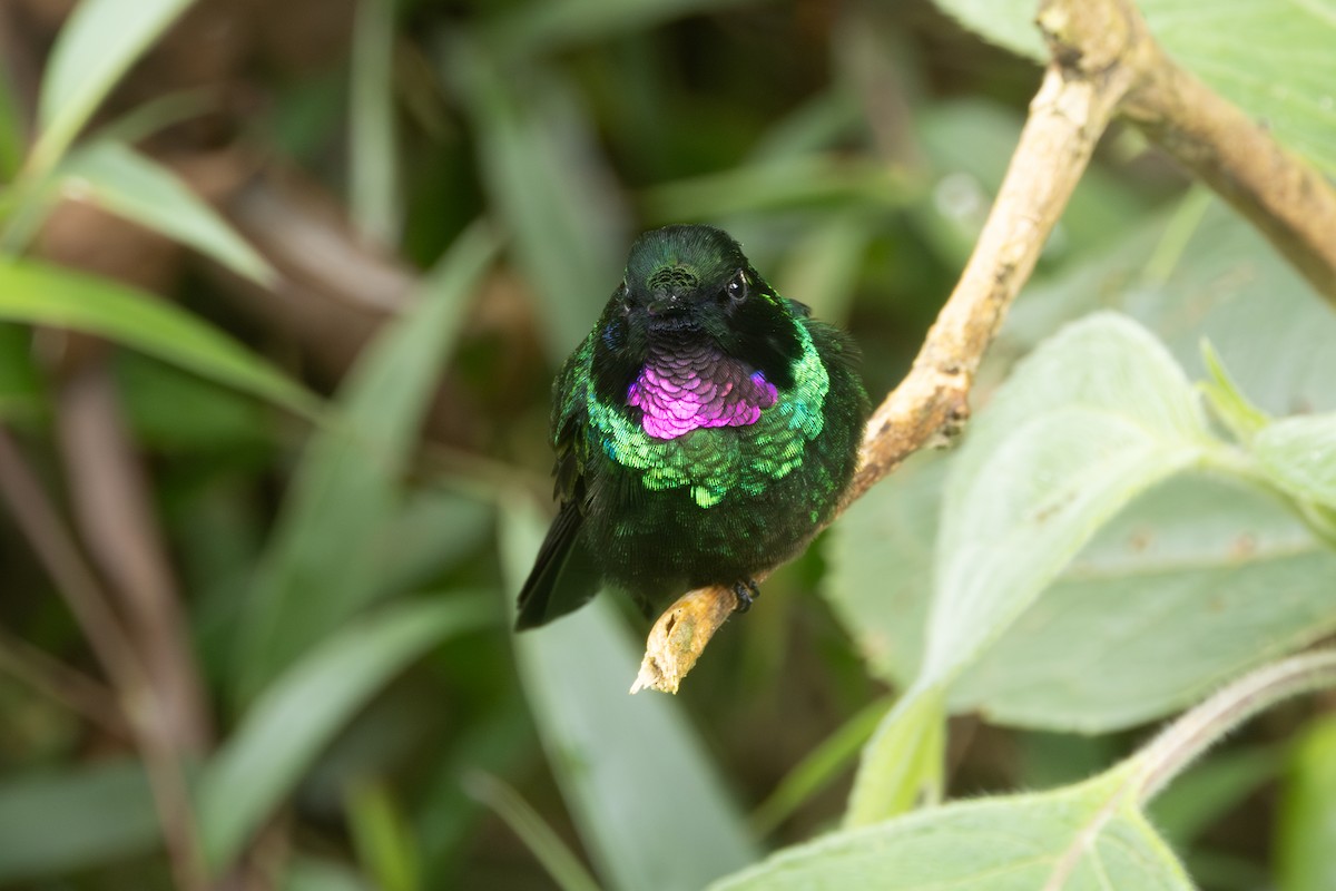 Tourmaline Sunangel - ML646767666