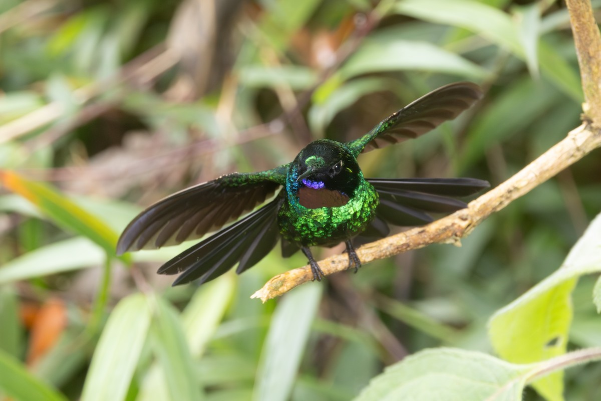 Tourmaline Sunangel - ML646767667