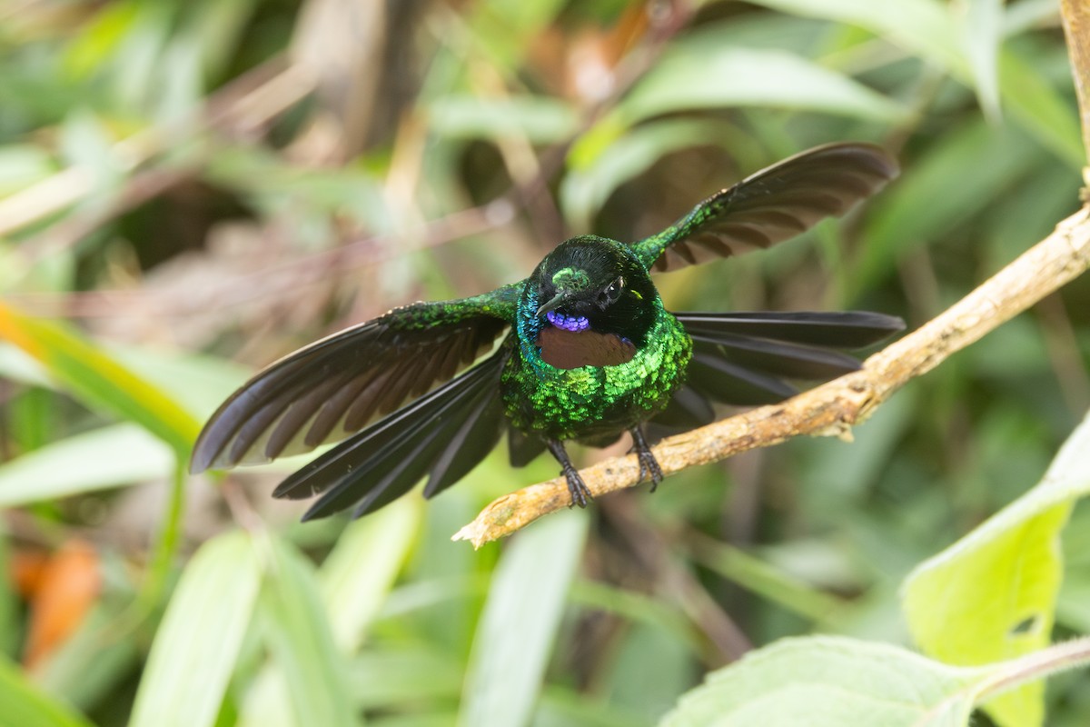Tourmaline Sunangel - ML646767668