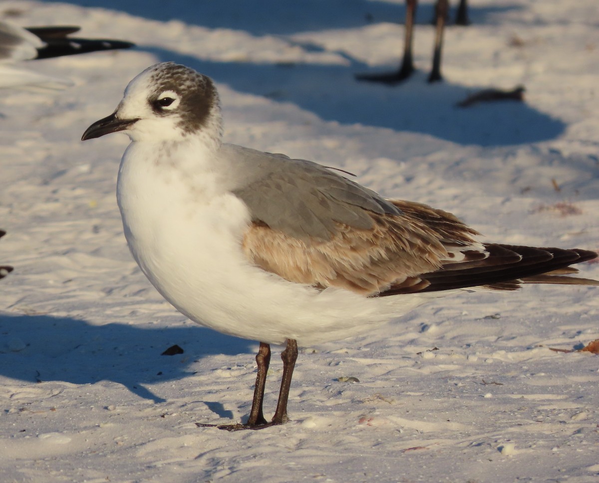 Franklin antxeta - ML646767669