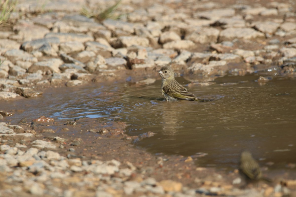 Saffron Finch (Pelzeln's) - ML646767670