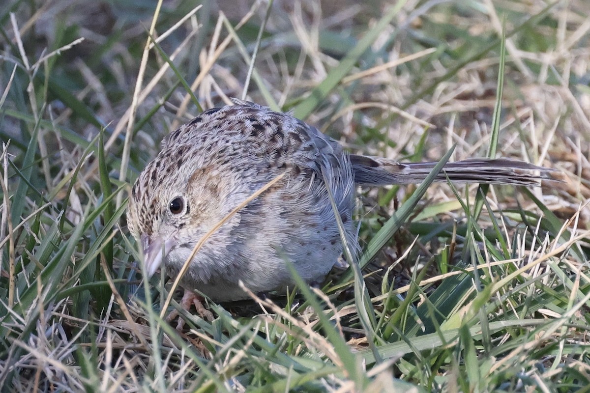 Cassin's Sparrow - ML646767681