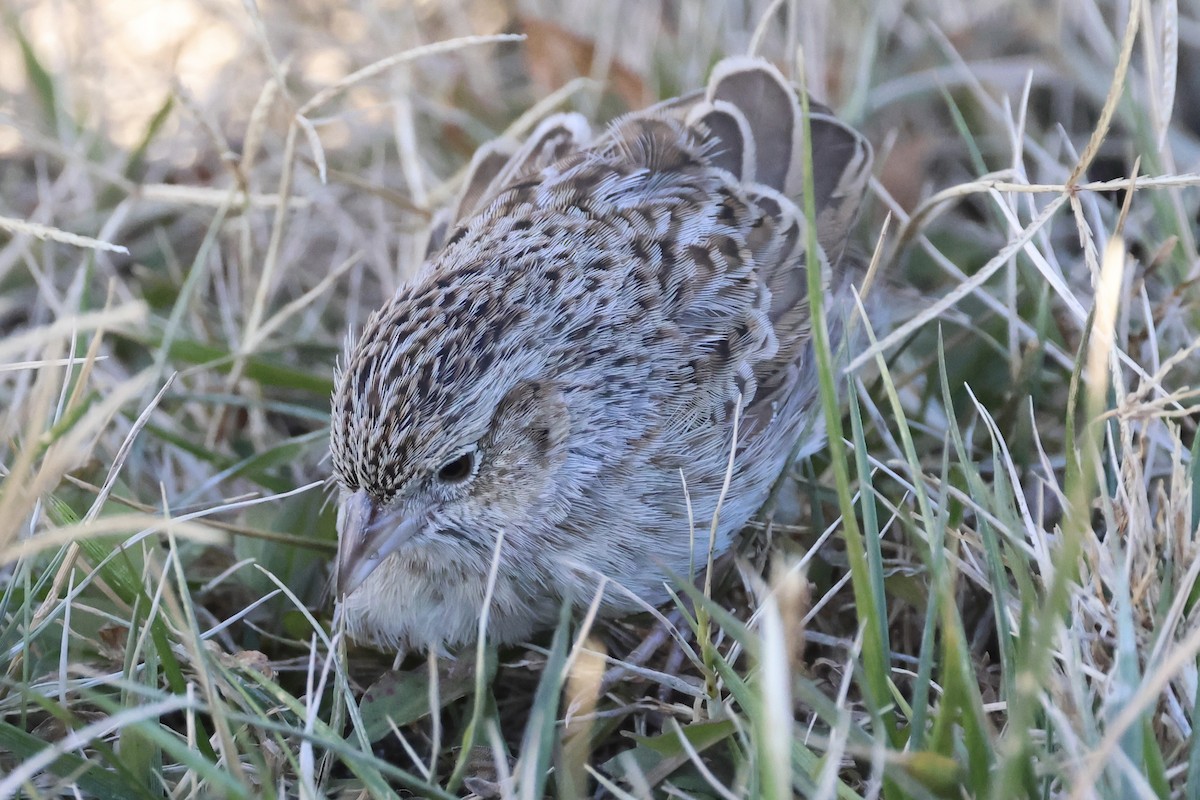 Cassin's Sparrow - ML646767682