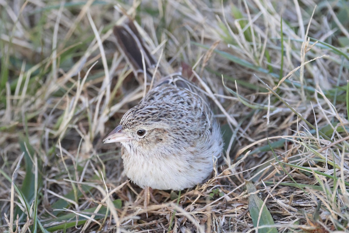 Cassin's Sparrow - ML646767683