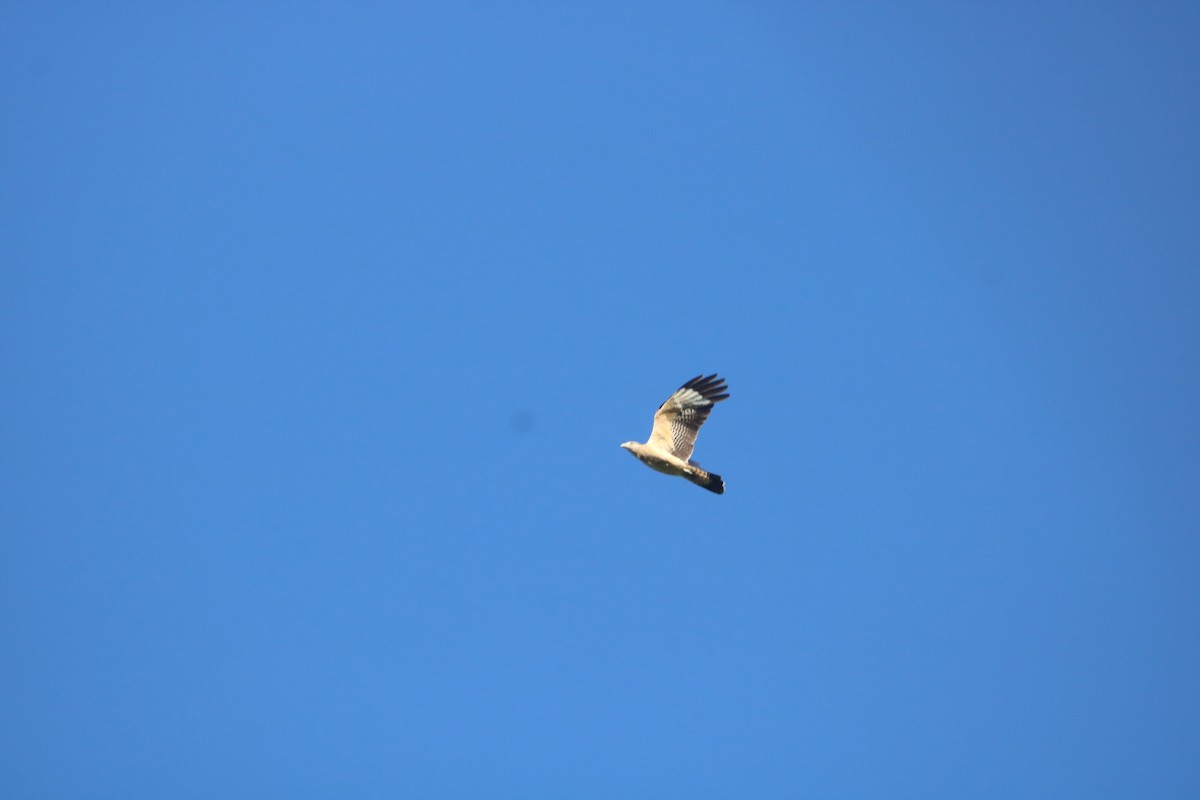 Yellow-headed Caracara - ML646767685